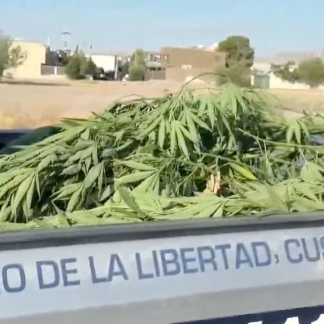 El primer hallazgo correspondió a una planta de aproximadamente dos metros de altura